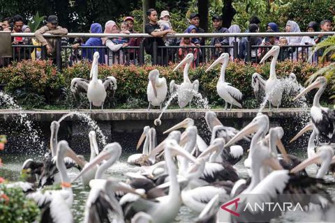 Libur tahun baru di Taman Margasatwa Ragunan