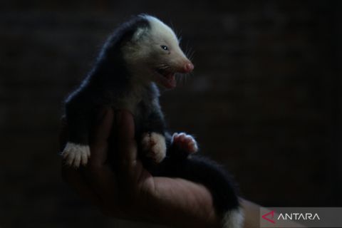 Budi daya musang pandan di Magelang