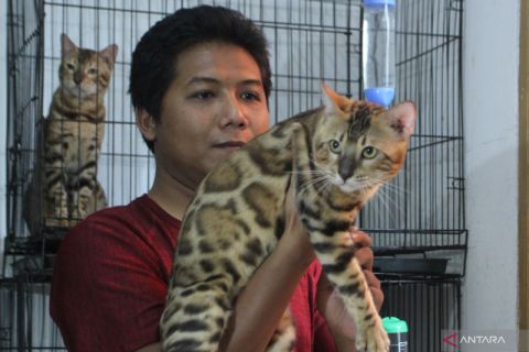 Peternak kucing bengal di Malang