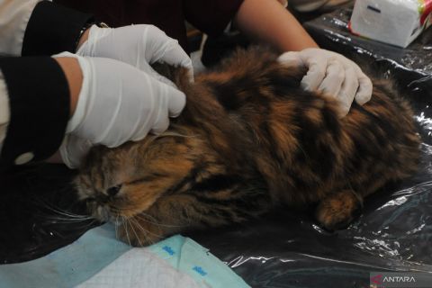 Festival Kucing di Palembang