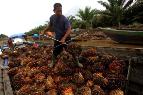 Harga Acuan CPO