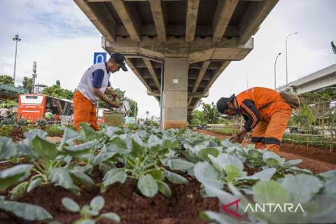 Jakarta gencarkan pertanian perkotaan