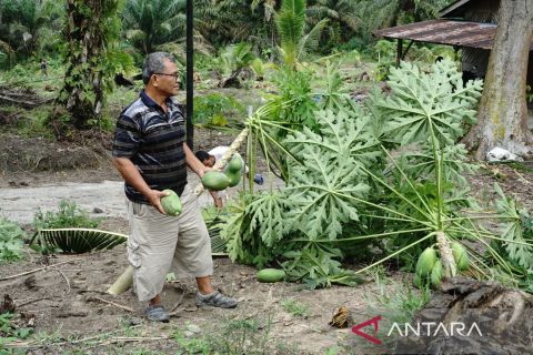 FOTO - Dampak gajah sumatera masuk  ke kebun Pekanbaru
