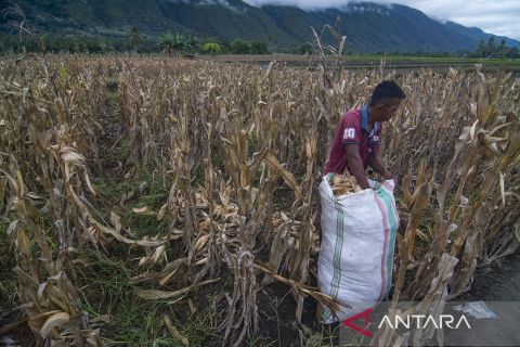 Pemanfaatan Kulit Jagung Untuk Pakan Ternak