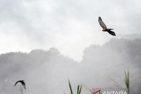 Pelepasliaran elang Jawa di Taman Safari Indonesia