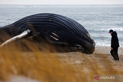 Paus bungkuk terdampar di New York