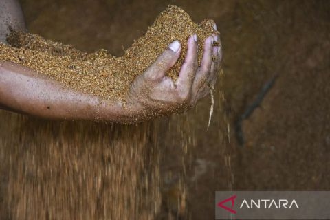 Biomassa jadi bahan bakar substitusi PLTU di Lombok Tengah