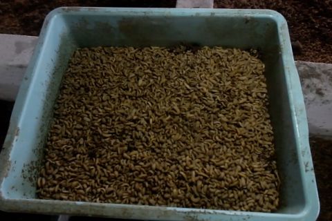 Manfaat limbah sampah untuk maggot dengan nilai ekonomi