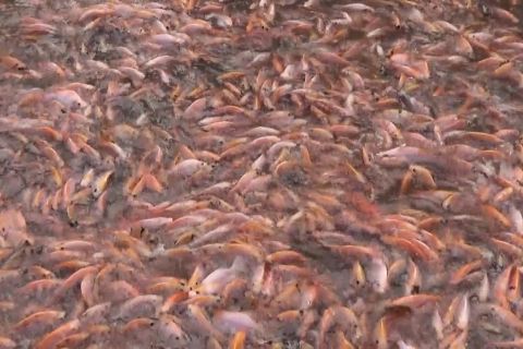 Warga Gedong Kiwo manfaatkan selokan jadi kolam ikan produktif