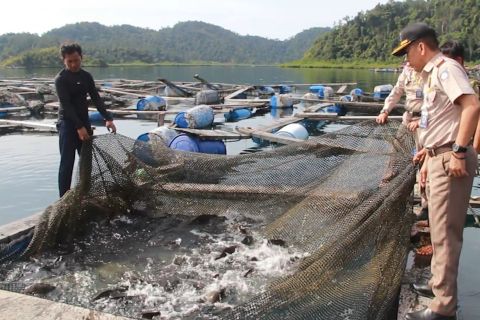 Awali 2023, Sumbar ekspor 1,5 ton ikan kerapu ke Malaysia