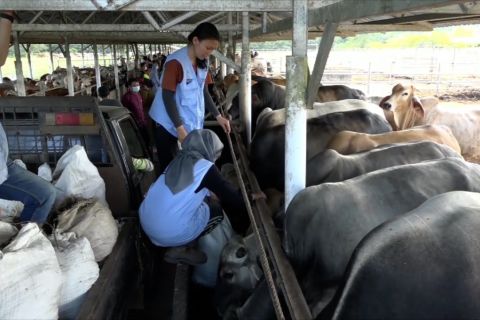 Kalsel targetkan swasembada sapi potong  jadi penyangga IKN