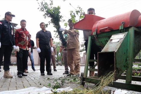Balai Karantina Pertanian Banjarmasin musnahkan ribuan bibit jeruk