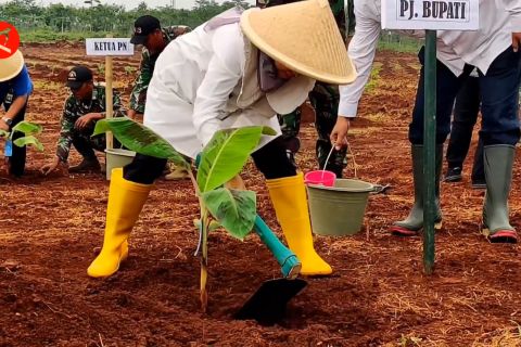Pemkab Batang perkuat ketahanan pangan lewat tanam pisang