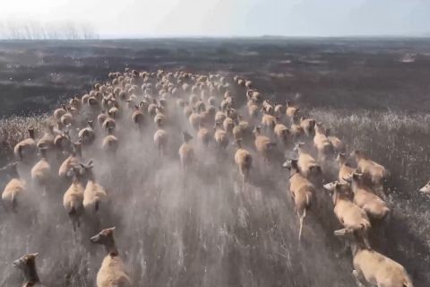 Begini pelepasliaran 400 ekor rusa milu