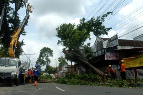 Cegah pohon tumbang, Pemkab Jember lakukan sinergi antar instansi