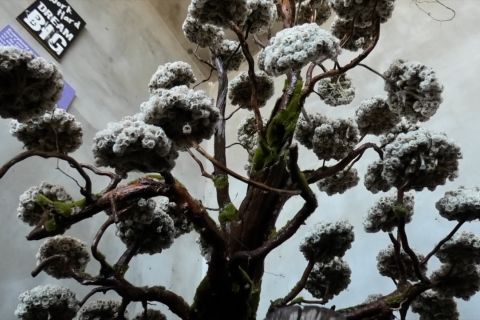 Desa Wisata Edelweiss Wonokitri kuatkan ekonomi dan PAD