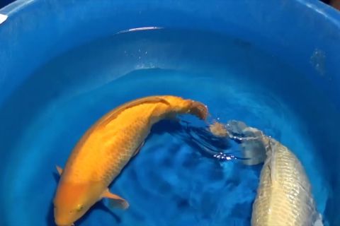 Melihat keindahan corak & kerapihan warna ikan koi di 'Koi Show ke 3'