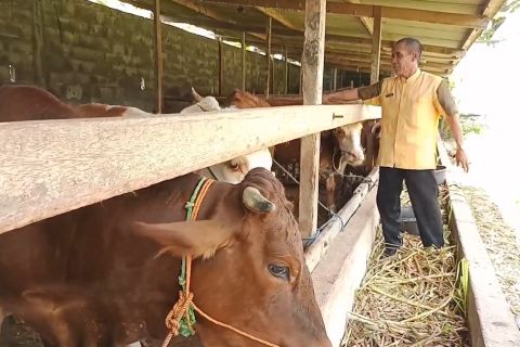 Pemkab Klaten tingkatkan pengawasan kesehatan sapi cegah LSD