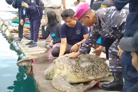 Penyu hijau yang gagal diselundupkan kembali dilepas ke laut