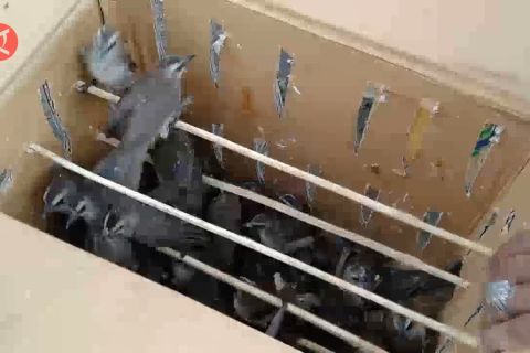 BKSDA lepas 789 burung selundupan ke hutan Bali