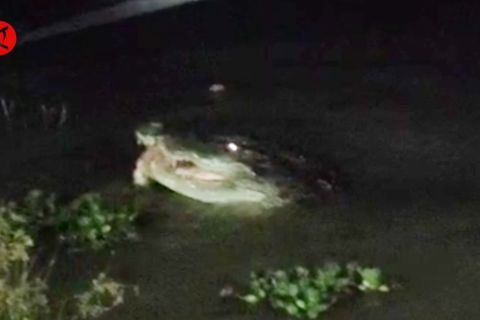 Waspada buaya, warga di sekitar Sungai Konaweha diminta berhati-hati