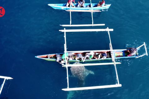 Pemkab Bone Bolango genjot pengembangan wisata hiu paus