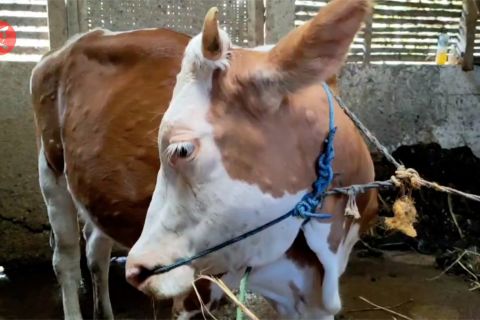 Puluhan sapi di Sragen terserang virus LSD, sejumlah sapi dijual murah