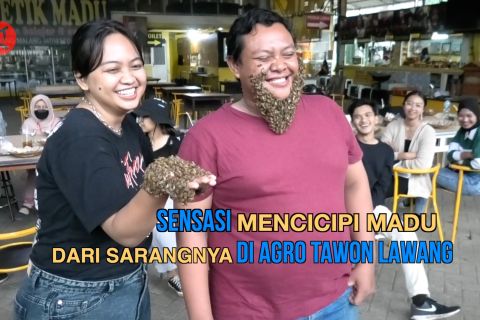 Sensasi mencicipi madu dari sarangnya di Agro Tawon Lawang