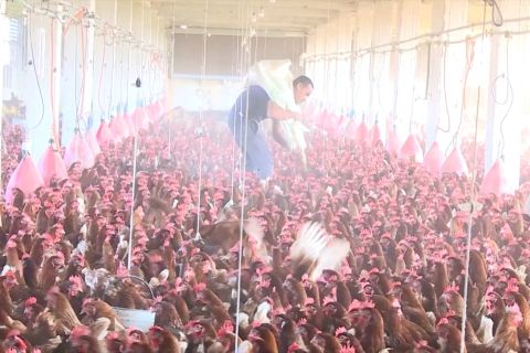 Tekan kenaikan harga daging unggas, Mesir cabut proteksi impor