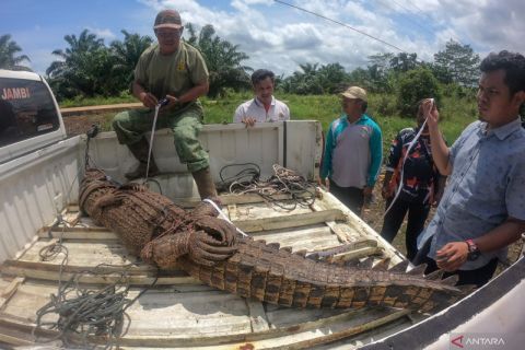 Evakuasi buaya muara di Jambi