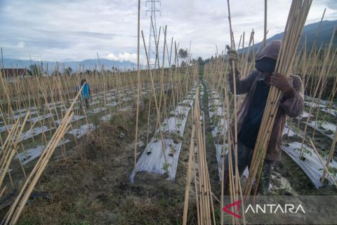 Januari 2023, Nilai Tukar Petani Sulteng Naik