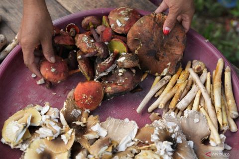 PEDAGANG JAMUR MUSIM PANCAROBA