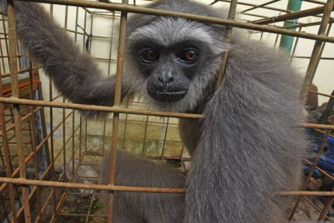 BKSDA Banten amankan Owa Jawa