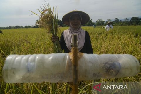 Teknologi Perangkap Hama Padi dari Barang Bekas