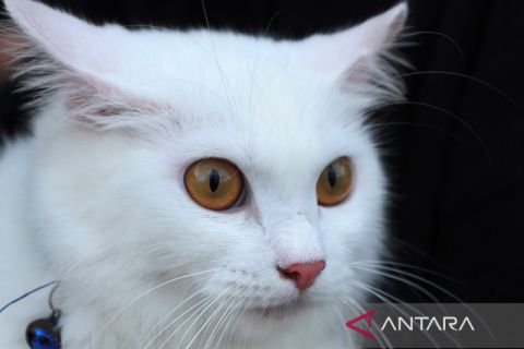 Vaksinasi rabies gratis bagi hewan peliharaan