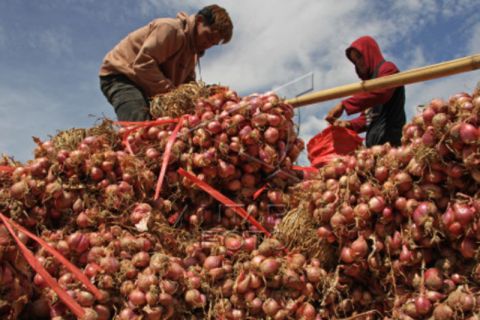 Harga bawang merah di Enrekang turun