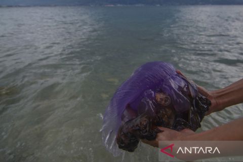 Ubur-ubur ungu terdampar di Teluk Palu
