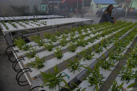 Hidroponik Untuk Ketahanan Pangan