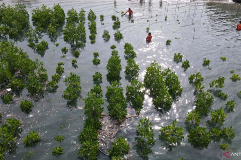 Penanaman Mangrove HUT Basarnas