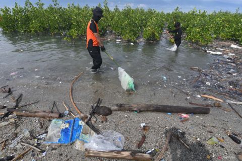 Sampah Ancam Tanaman Mangrove