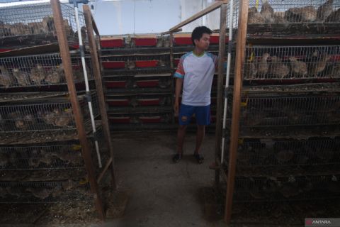 Budi Daya Burung Puyuh Petelur