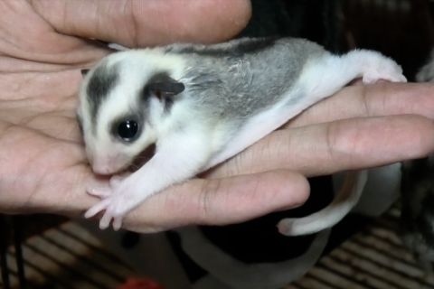 Hobi pelihara hewan eksotik yang menghasilkan keuntungan