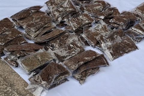 Polresta Jayapura amankan 11 kilogram ganja selundupan dari PNG