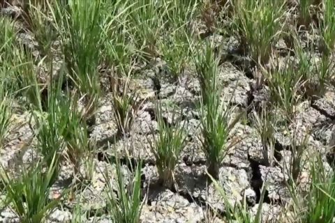 BMKG prediksi musim kemarau di Indonesia terjadi mulai April