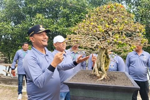 Budidaya bonsai Aceh