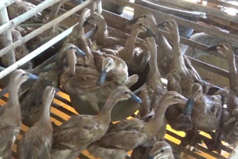 Disbunnak Kalsel kembangkan itik alabio melalui program Siti Hawa Lari