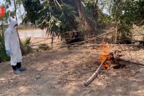 Kematian pertama akibat flu burung di Asia Tenggara terjadi di Kamboja