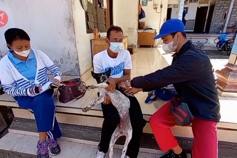 Bangli zona merah rabies, petugas percepat vaksinasi terhadap anjing