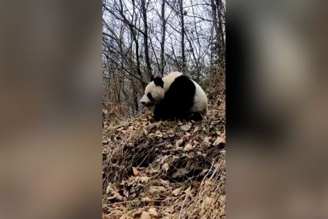 Seekor panda raksasa liar berkeliaran di pemukiman Sichuan, China