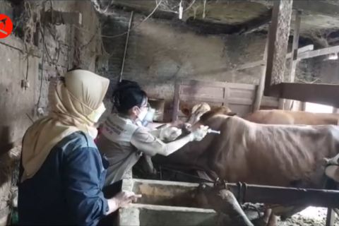 Sukoharjo hadapi penyakit LSD dengan vaksin dan edukasi peternak